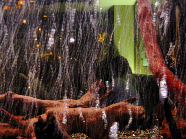 Bubbles in fishtank