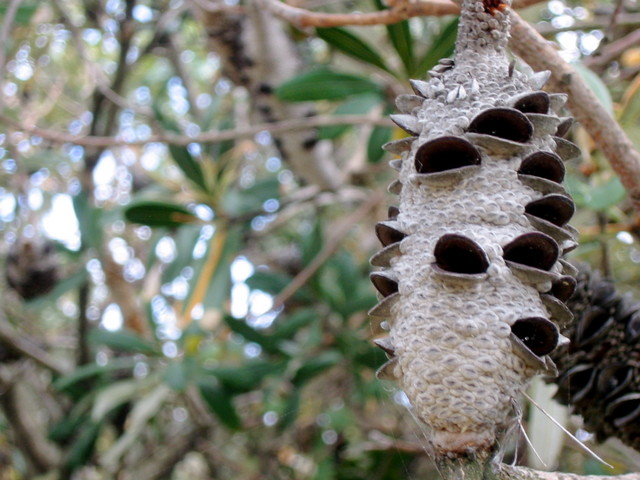 Banksia