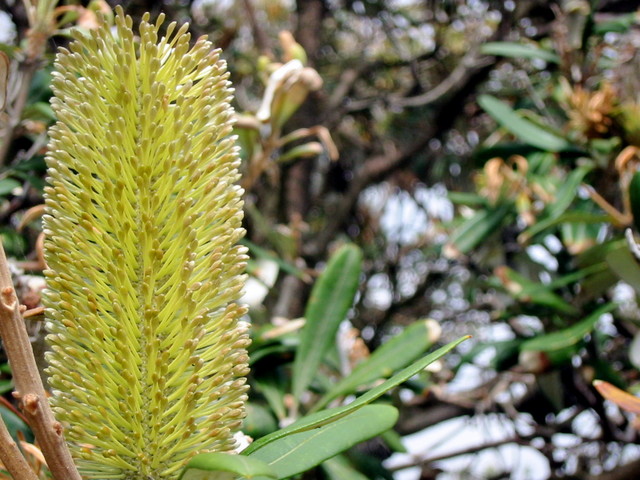 Bottle brush