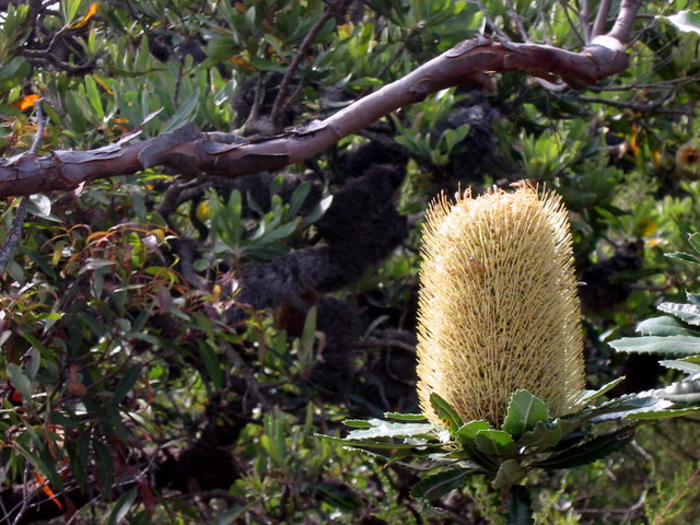 Bottle brush