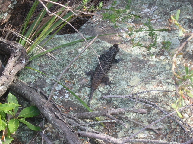 Blue Tongued Lizard