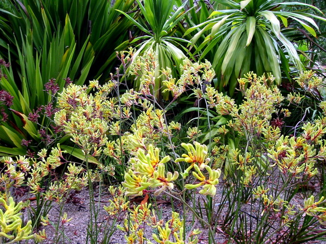 Kangaroo Paw