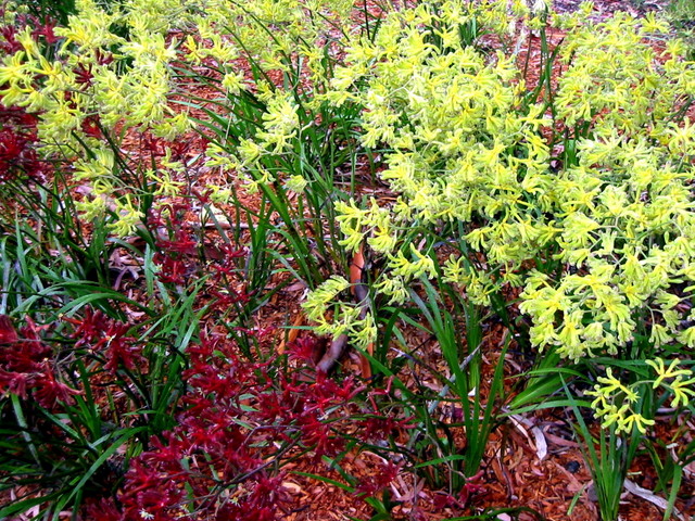 Kangaroo Paw