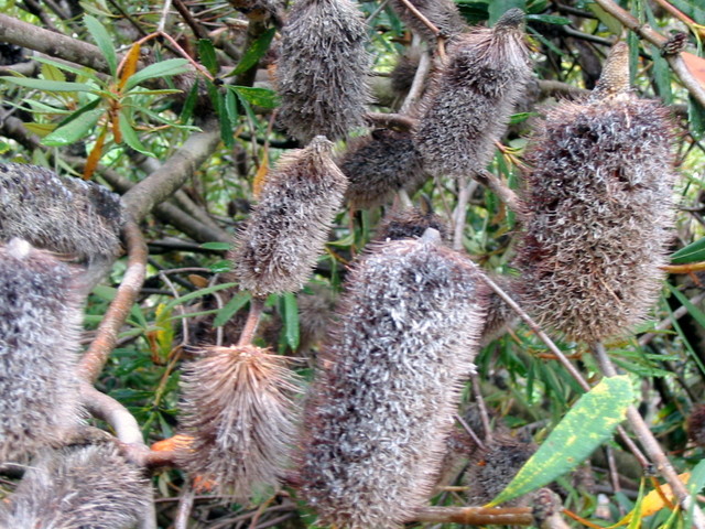 Banksia