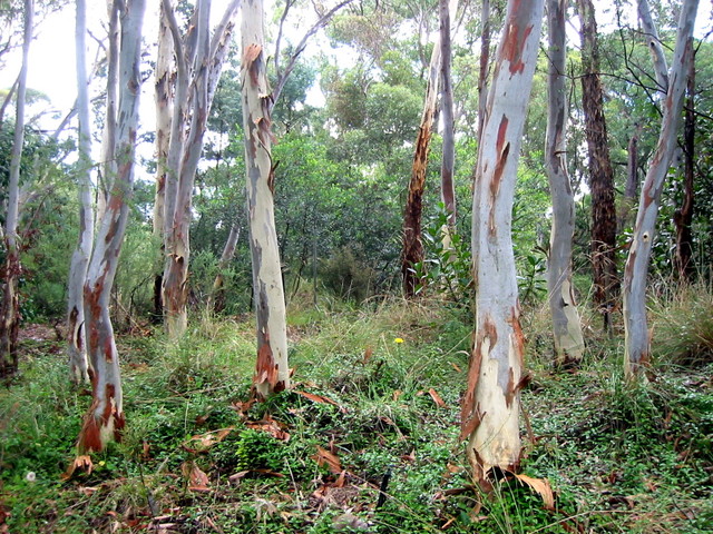 Eucalypts