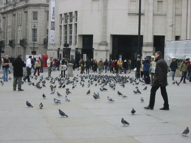 Pidgeons