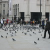 Pidgeons