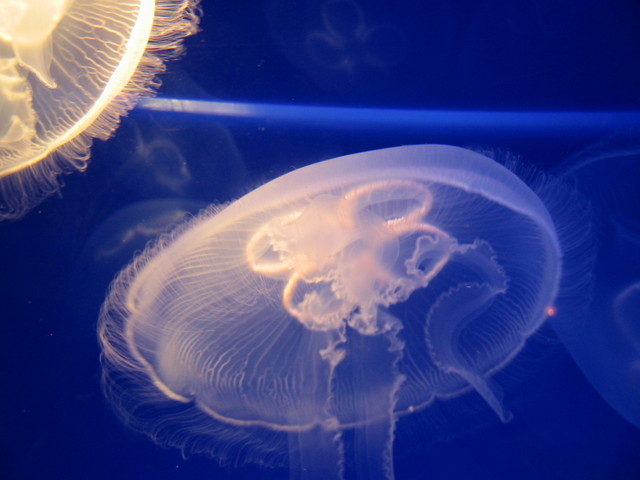 Jellyfish