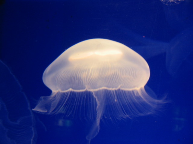 Jellyfish