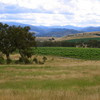 Holt vineyards
