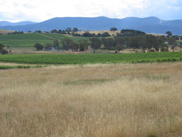 Holt vineyards