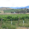 Holt vineyards