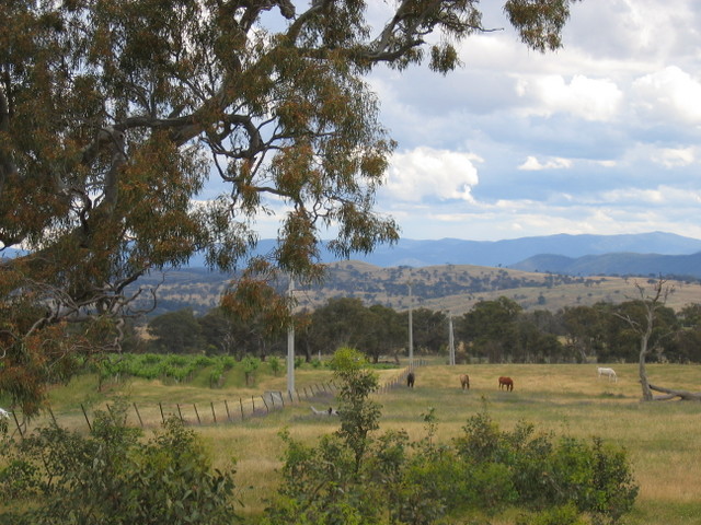 Holt